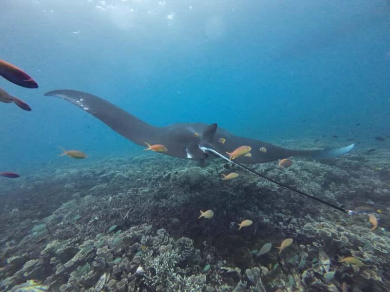 Labuan Bajo: One Day Tour to Explore Komodo National Park - Pink Beach: Crystal Waters and Marine Life