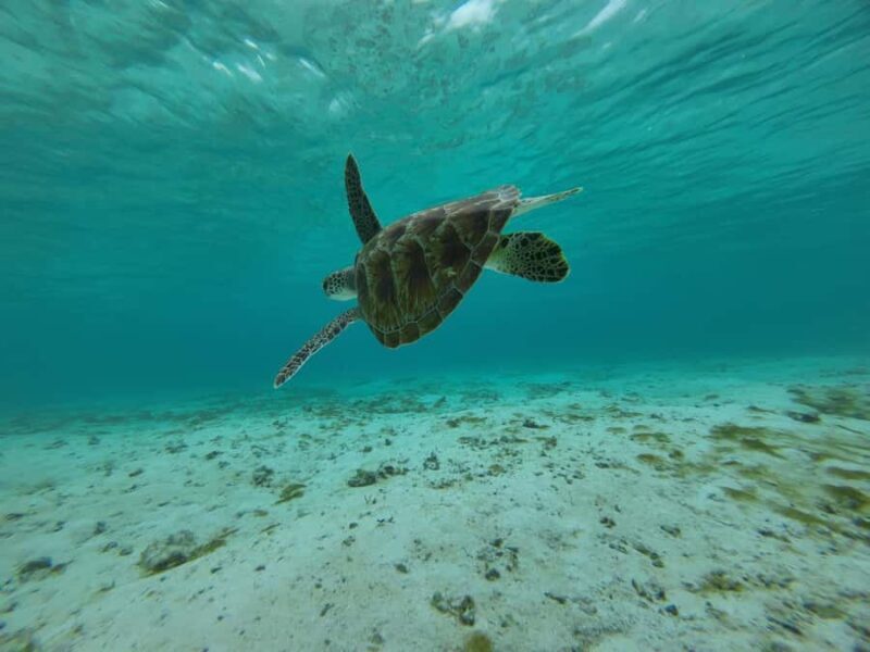 Labuan Bajo: One Day Tour to Explore Komodo National Park - What We Love About This Tour