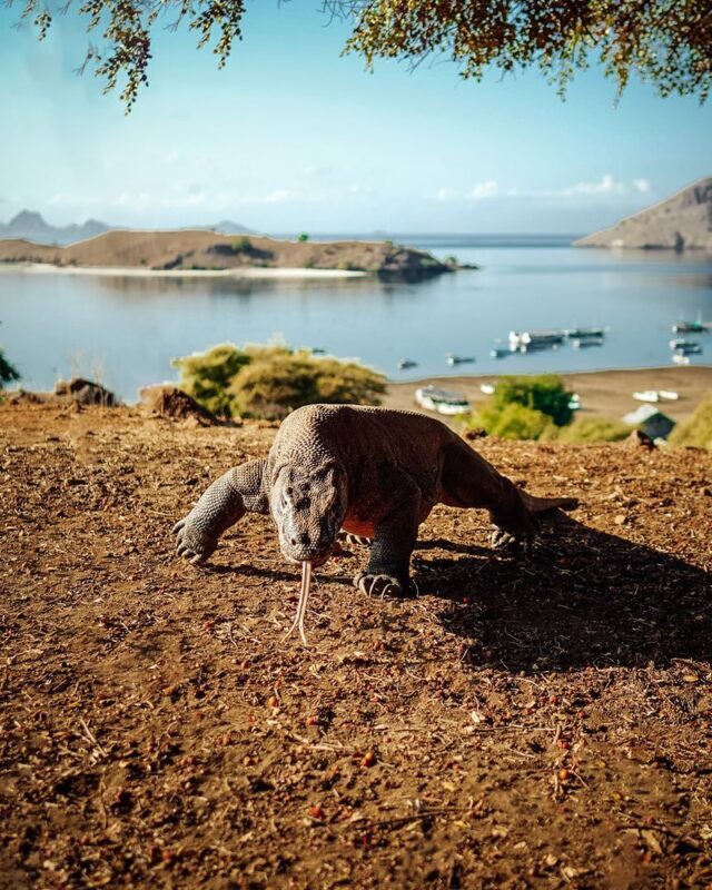 Labuan Bajo Pink & Padar Island Full-Day Small Group Tour - The speedboat ride: scenic, fast and sometimes rough