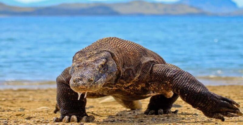 Labuan Bajo: Private Komodo & Island-Hop Yacht w/ Snorkel - Why This Tour Might Be Your Perfect Choice