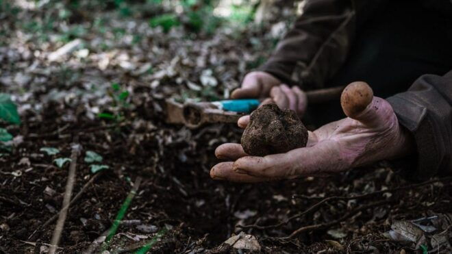 Laconi: Truffle Hunting Experience With Aperitif - Themed Aperitif Details