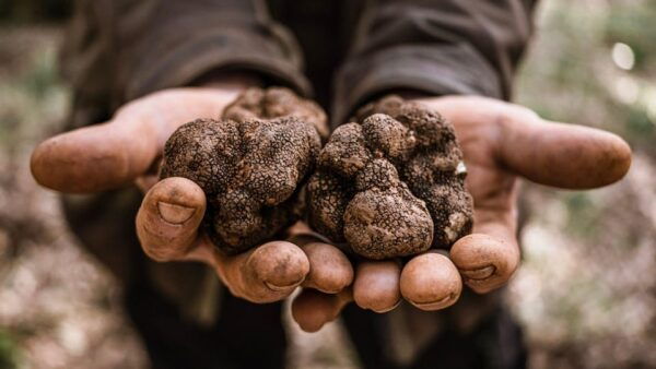 Laconi: Truffle Hunting Experience With Aperitif - Exploring Laconis Landscape