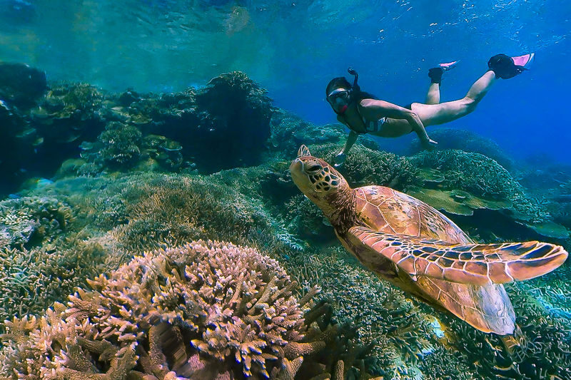 Lady Elliot Island Day Tour from Bundaberg - Buffet lunch and a fish-feeding stop