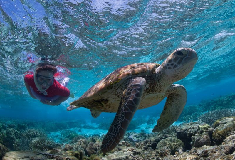 Lady Elliot Island Great Barrier Reef Tour from Gold Coast/ Brisbane - A glass-bottom boat and guided snorkel