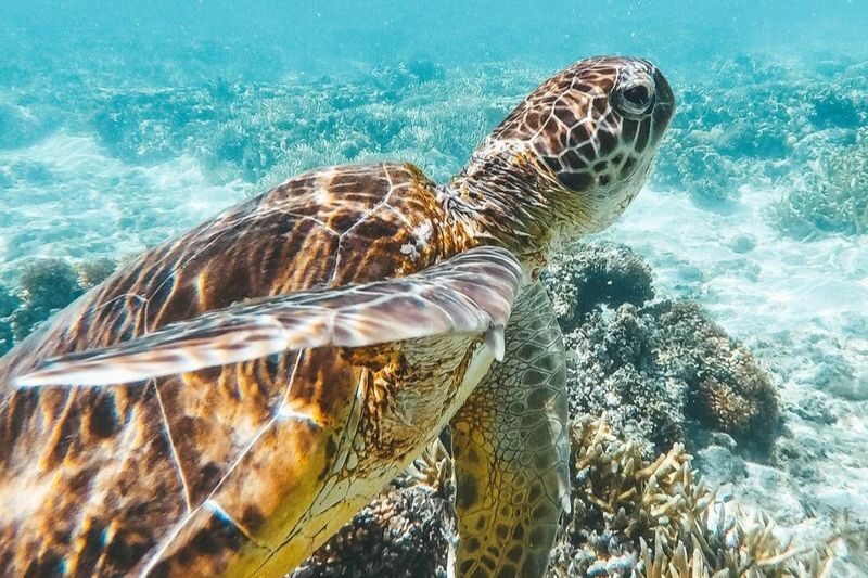 Lady Elliot Island Great Barrier Reef Tour from Gold Coast/ Brisbane - Who should choose this reef trip?