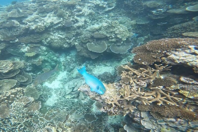 Lady Elliot Island Great Barrier Reef Tour from Gold Coast/ Brisbane - Should you book it?