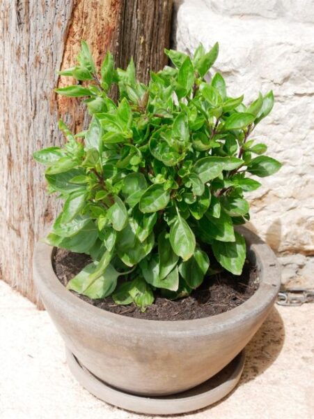 Lago Di Garda - Mini Day Yoga Retreats - The Sum Up