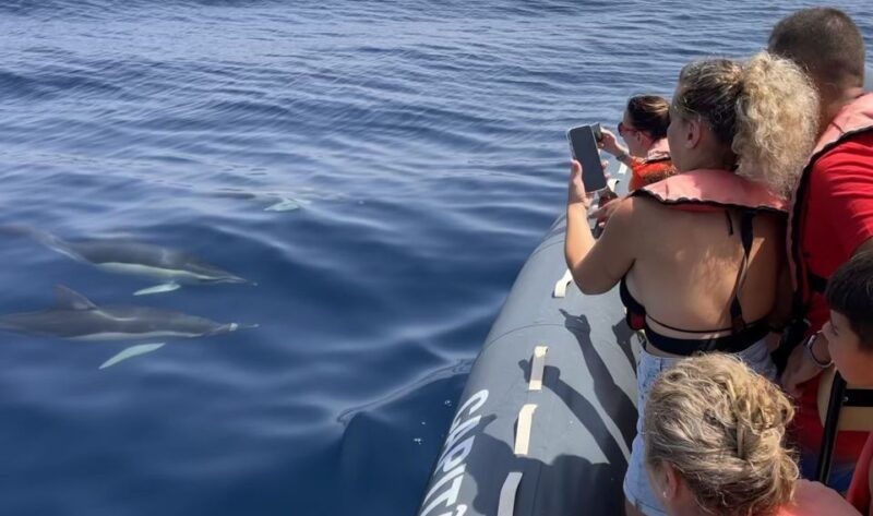 Lagoa: Dolphin Watching & Benagil Tour with Biologist Guide - Good To Know