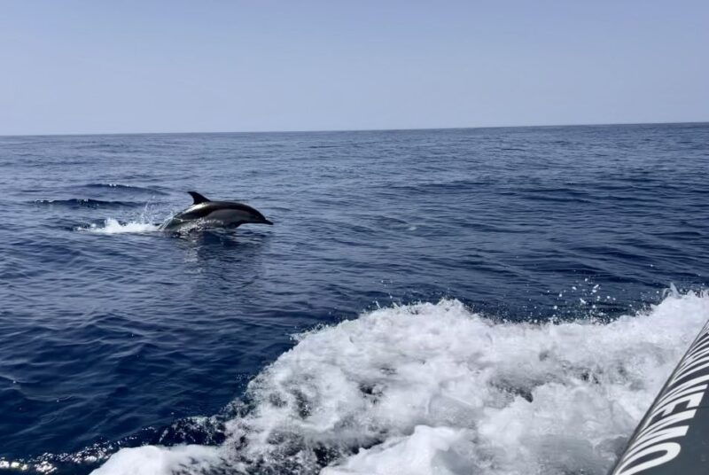 Lagoa: Dolphin Watching & Benagil Tour with Biologist Guide - The Itinerary: What to Expect Step-by-Step