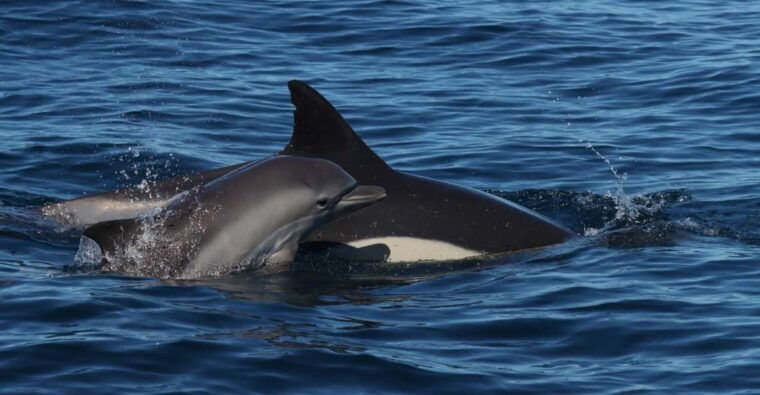 Lagoa: Dolphin Watching & Benagil Tour with Biologist Guide - The Experience: Why It’s Worth It