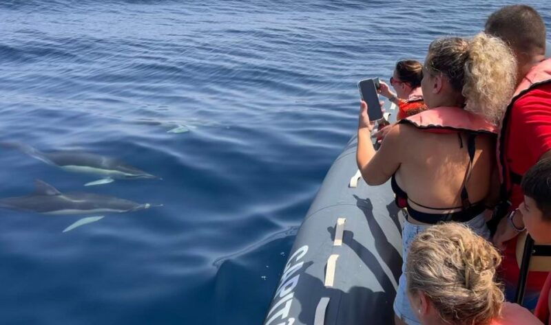 Lagoa: Dolphins Expedition with biologist guide on board - What to Expect from the Experience