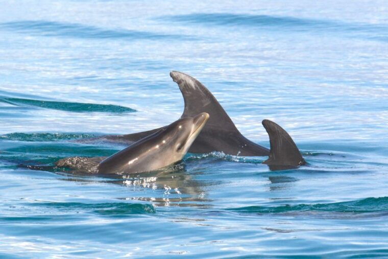 Lagoa: Dolphins Expedition with biologist guide on board - The Itinerary Breakdown