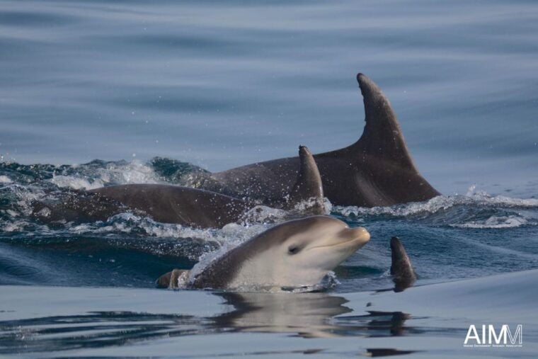 Lagoa: Dolphins Expedition with biologist guide on board - The Value of This Tour