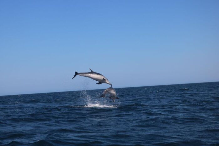 Lagoa: Dolphins Expedition with biologist guide on board - Who Will Love This Tour?