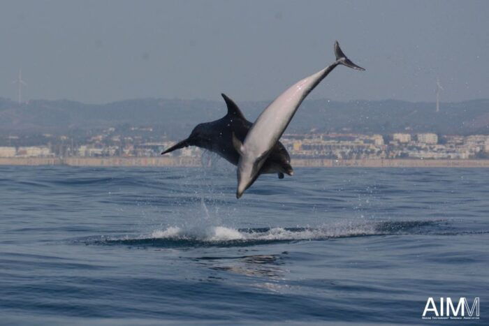 Lagoa: Dolphins Expedition with biologist guide on board - The Sum Up