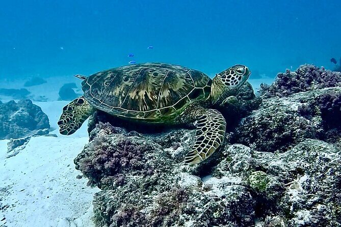 Lagoon and Marine Wildlife Tour in Moorea - Practical Details and Tips