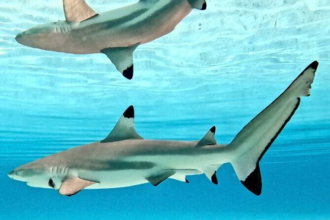 Lagoon and Marine Wildlife Tour in Moorea - Who Will Love This Tour?