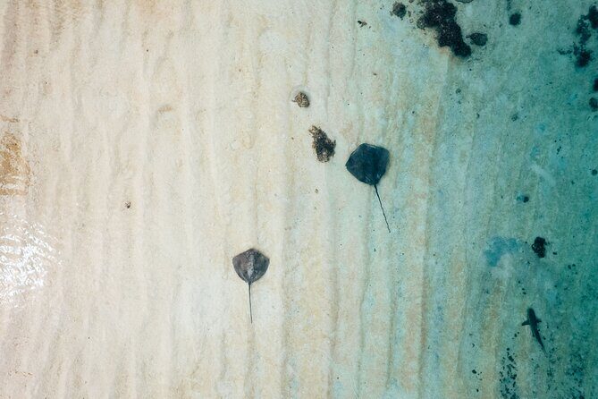 Lagoon Exploration and Snorkeling in Moorea - An In-Depth Look at the Tour Itinerary