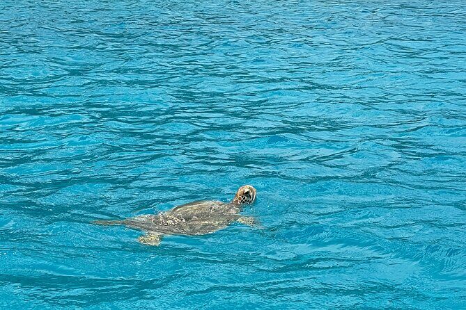 Lagoon Exploration and Snorkeling in Moorea - Who Will Love This Tour?