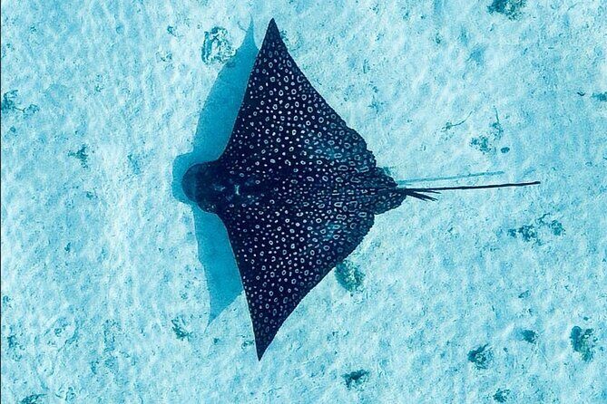 Lagoon Tour + lunch with your feet in the water on a Motu - Good To Know
