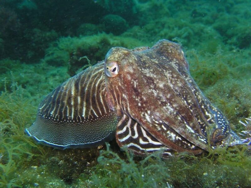 Lagos: 2 Dives on the local Reefs (FOR CERTEFID DIVERS ONLY) - Exploring the Lagos Reefs: What to Expect