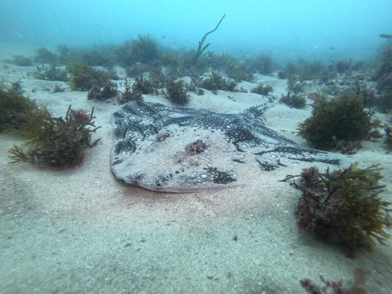 Lagos: 2 Dives on the local Reefs (FOR CERTEFID DIVERS ONLY) - Final Thoughts