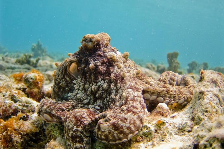 Lagos: 2 Dives on the local Reefs (FOR CERTEFID DIVERS ONLY) - FAQs