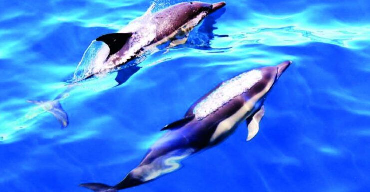 Lagos: 90-Minute Dolphin Watching by Catamaran - Experience Highlights