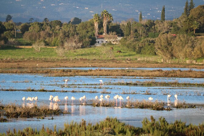 Lagos: Algarve Nature Tour in a VW T2 Van - Tour Duration and Inclusions