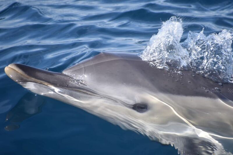 Lagos: Dolphin & Benagil Tour with Marine Biologist - What to Expect from the Experience