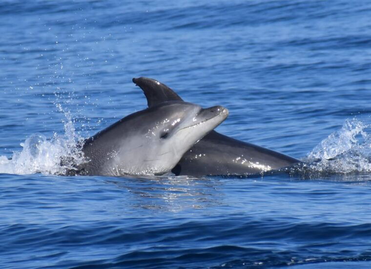 Lagos: Dolphin & Benagil Tour with Marine Biologist - Final Thoughts: Who Is This Tour Best For?