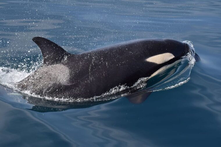 Lagos: Dolphin & Benagil Tour with Marine Biologist - FAQ