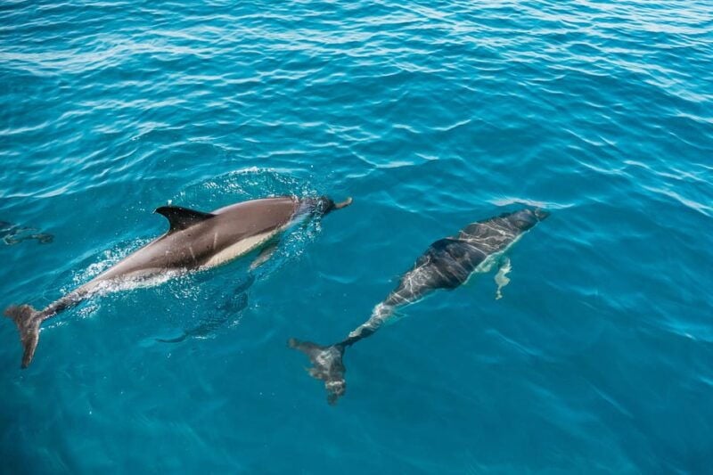 Lagos: Dolphin Watch Tour with Professional Marine Biologist - Good To Know