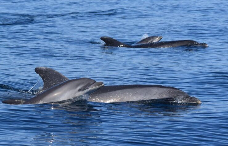Lagos: Dolphin Watching & Benagil Cave Tour W/ Marine Guide - Highlights of the Activity