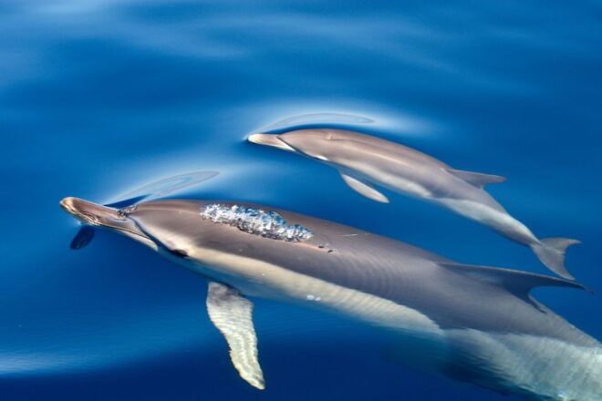 Lagos: Dolphin Watching & Benagil Cave Tour W/ Marine Guide - Review Summary