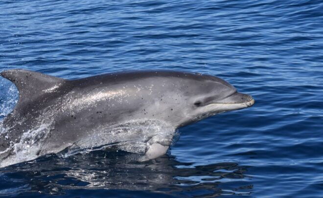 Lagos: Dolphin Watching & Benagil Cave Tour W/ Marine Guide - Review Feedback