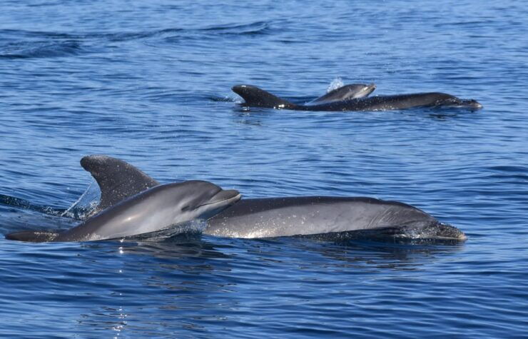 Lagos: Dolphin Watching & Benagil Tour W/ Marine Biologist - Good To Know