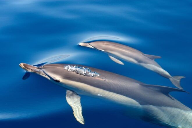 Lagos: Dolphin Watching & Benagil Tour W/ Marine Biologist - Exploring Dolphin Habitat