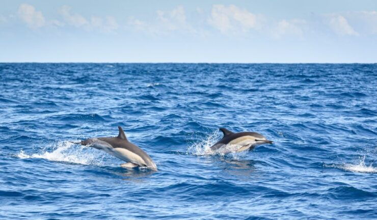 Lagos: Dolphin Watching Half-Day Cruise & Water Activities - Experience Highlights