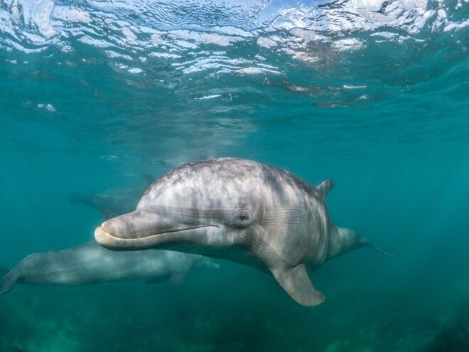 Lagos: Dolphin Watching Half-Day Cruise & Water Activities - Customer Reviews
