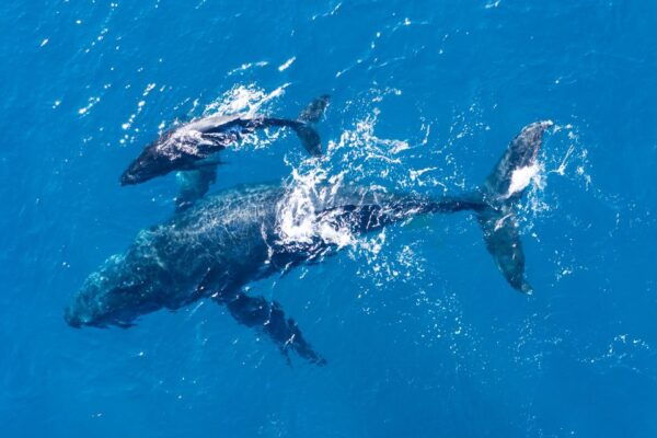 Lagos: Dolphin Watching Half-Day Cruise & Water Activities - The Sum Up