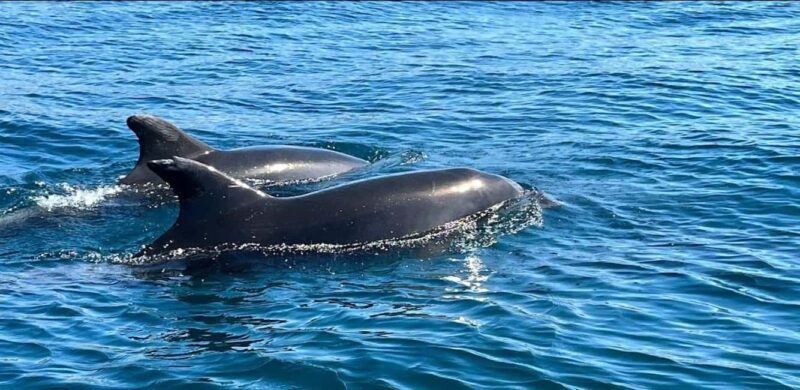 Lagos: Dolphin Watching Tour - Good To Know