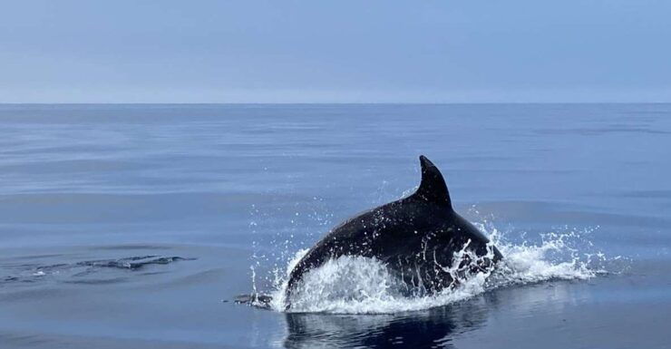 Lagos: Dolphin Watching Tour - Experience Highlights
