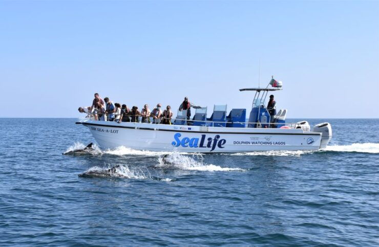 Lagos: Dolphin Watching With Marine Biologists - Experience