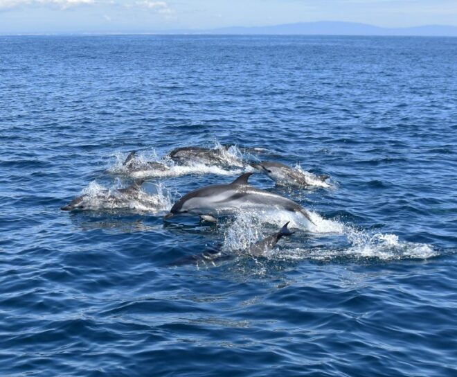 Lagos: Dolphin Watching With Marine Biologists - Full Description