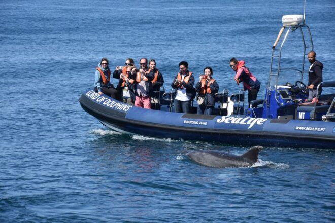 Lagos: Dolphin Watching With Marine Biologists - Reserve Now & Pay Later
