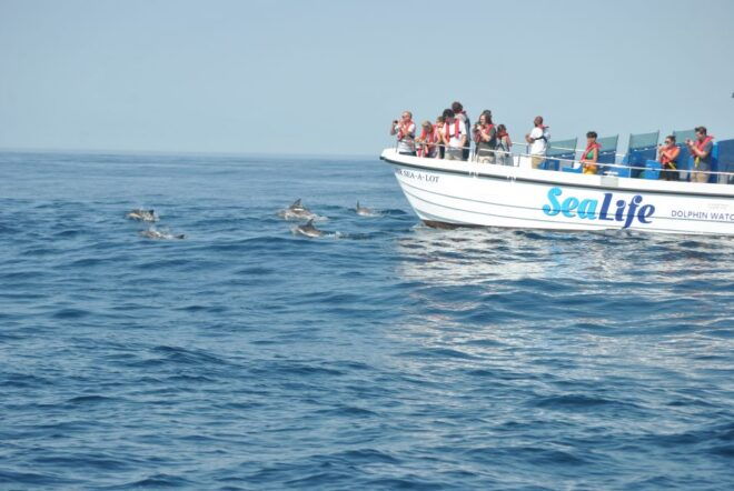 Lagos: Dolphin Watching With Marine Biologists - Customer Reviews