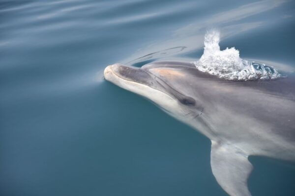 Lagos: Dolphin Watching With Marine Biologists - Marine Biologists on Board