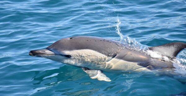 Lagos: Dolphin Watching With Marine Biologists - Data Collection & Conservation Efforts