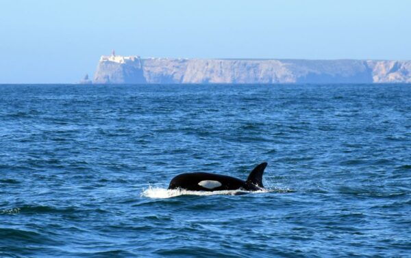 Lagos: Dolphin Watching With Marine Biologists - Common Questions